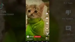 а ти шаурма