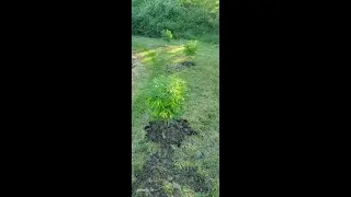 O High O Cannabis 2024 Outdoor Plants In The Ground
