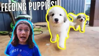 Feeding Puppies on the Farm - Count with me!