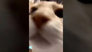 Discord Cat