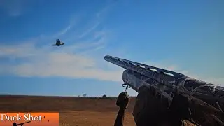 Охота на Фазана в Осетии. Яркие подъёмы.