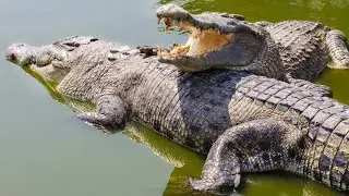 Top 20 Amazing Crocodile Facts