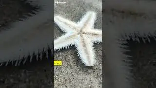 Starfish Do Not Have a Brain #facts #shorts