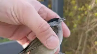 Akcja ratunkowa śpiącego na ulicy ptaszka.