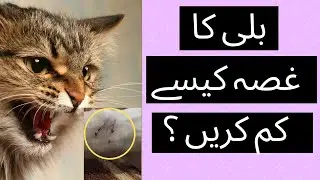 Cat k gussay ko kum kesy kary? || Easy ways to calm your cat || Animalia Dot Pk