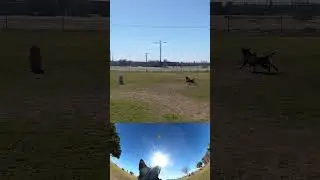 Birch Catches a Frisbee POV