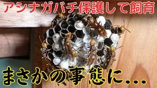 アシナガバチの巣を保護して飼育したらまさかの事態に