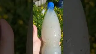 #посевморкови