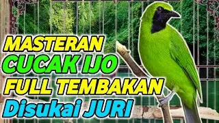 masteran cucak ijo full tembakan kapas tembak sambung tengkek buto cucak ijo full isian murai batu