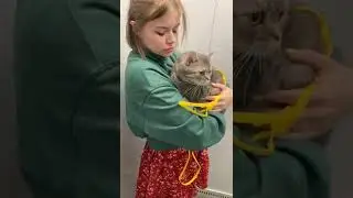 Как выгуливать кошку?