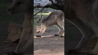 Best Animal Parents