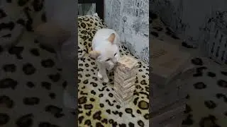 КОГДА РЕШИЛ НАУЧИТЬ КОТА ИГРАТЬ В НАСТОЛКИ 