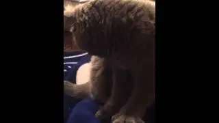 Котэ