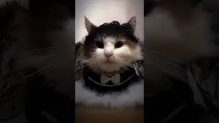 солевой танк комуги 