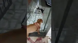 Os cachorrinhos não deixam a tia sair #pets #cachorrada #nicole