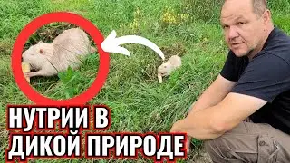 НУТРИИ В ДИКОЙ ПРИРОДЕ.  БЕЛАРУСЬ.