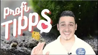 DIE WICHTIGSTEN TIPPS für Zwerggarnelen - Das sollte jeder wissen!