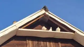 Утро ..голуби в небе.