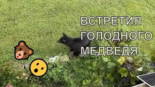 Покормил курочек, собрал виноград и встретил голодного медведя...🐻😮