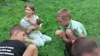 Этот добрый мир глазами щенка