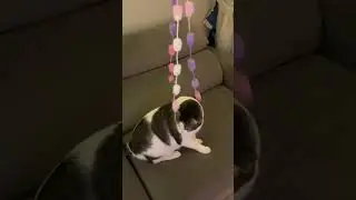Brinquedos dos gatos #gatosfofos #gatos #gatitos #gateirosdobrasil