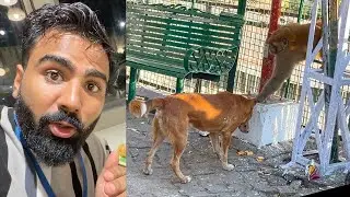 Monkey dog ko pareshan kar raha 😂