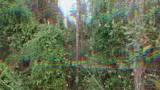 Drone Footage In The Woods