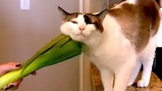 Otto and Egon Love Vegetables