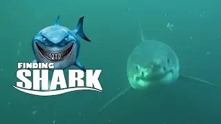 TOP POT SHARK ATTACK | НАПАДЕНИЯ АКУЛ (ТОП ПОТ)