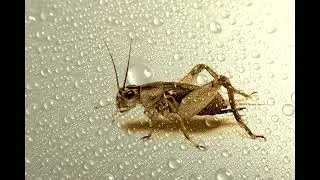 cricket