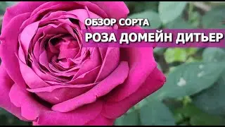ОБЗОР СОРТА РОЗЫ ДОМЕЙН ДИТЬЕР | Роза Домейн Дитьер (Domaine Dittiere)