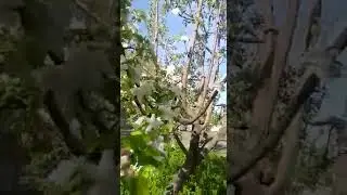Яблони в цвету