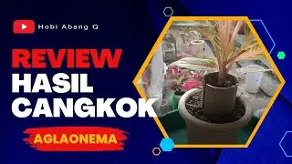 045b Review Hasil Cangkok Aglaonema