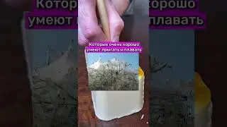 ЕСЛИ УВИДИШЬ ЭТО ДЕРЕВО, БЕГИ ОТ НЕГО