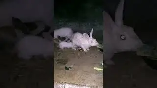 babies trying to drink milk #rabbit