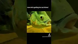 Oscar Fish mating aggression?! #shorts #fyp #foryou #fishtok