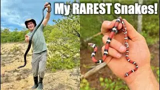 The RAREST Snakes I've Found??? (Again) - North Carolina Snake Hunting!