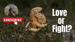 Craziest Animal fight caught on camera | Monitor Lizard Territorial Fight | Deadliest Animal Fight|