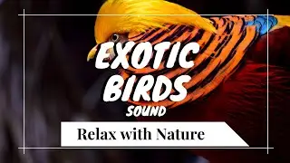 EXOTIC birds sound -  Natural relaxation || 30 mins rare birds sounds