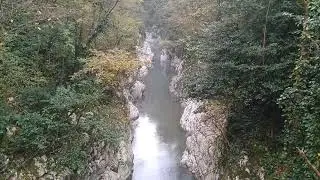 Тисо-самшитовая роща. Кавказский заповедник. Прогулка по реликтовому лесу. Жаль, что погиб самшит.