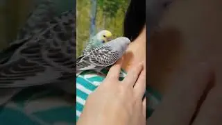 чешата 2