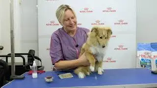 Щенок ШЕЛТИ. Правила ухода.Содержание, груминг. Руководство пользователя.
