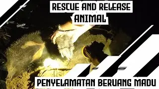 Rescued and released animals | sun bear entangled by hunter!