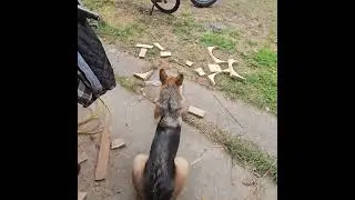 caught stealing the ash #germanshepherdpuppy #puppy #germanshepherd