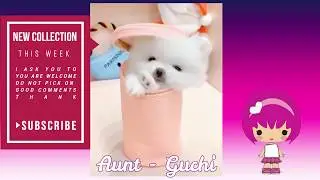 Смешные СОБАКИ и КОТЫ - Лучшие приколы \ Funny DOGS and CATS - Best jokes