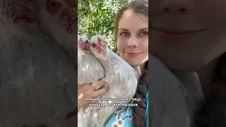 Брама лаванда, тгк: darindvor2
