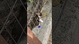 Meet Paula 1 - Homeless cats Greece 2024 - rapid interventions. #animals #cat #homeless #helpcats