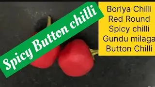 Boriya Chilli /Red Round Spicy button chilli/ Gundu milagai /Button Chilli/ Small bell pepper/rattle