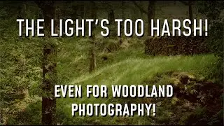 The Light's Too Harsh For Photography!