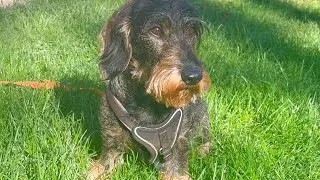 Dachshund Teddy prepares his garden for Christmas